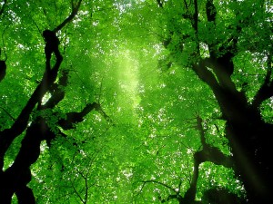 bigstockphoto_Green_Leaves_On_Tree_8440