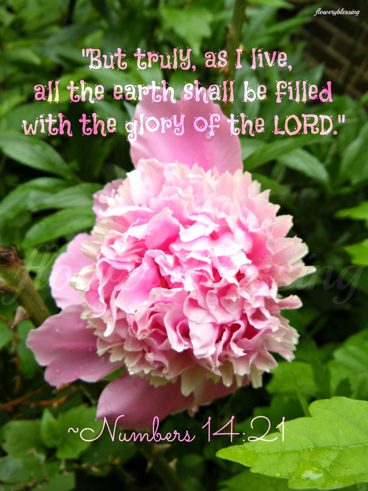 WORD STUDY – GOD WILL FILL THE EARTH