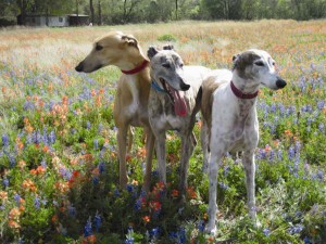 3Greyhoundsspring