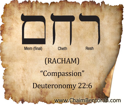 HEBREW WORD STUDY – COMPASSION