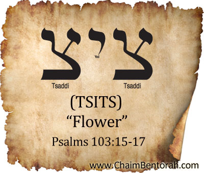 HEBREW WORD STUDY – FLOWER