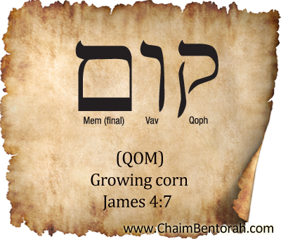 HEBREW WORD STUDY – GROWING CORN