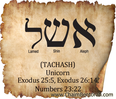HEBREW WORD STUDY – UNICORN