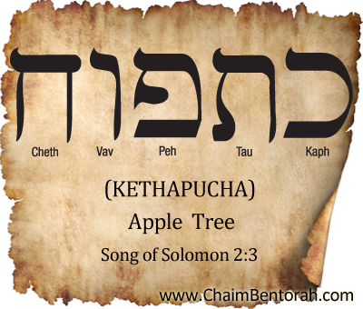 HEBREW WORD STUDY – APPLE TREE – KETHAPUCHA