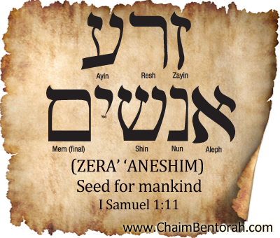 HEBREW WORD STUDY – SEED FOR MANKIND – ZERA’