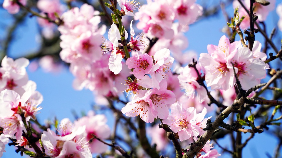 HEBREW WORD STUDY: ALMOND (TREE) שָׁקֵד shaqed