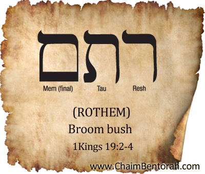 HEBREW WORD STUDY – BROOM BUSH – ROTHEM רתם Resh Taw Mem