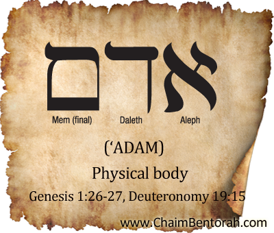Hebrew Word Study – Physical Body – ‘Adam  אדם